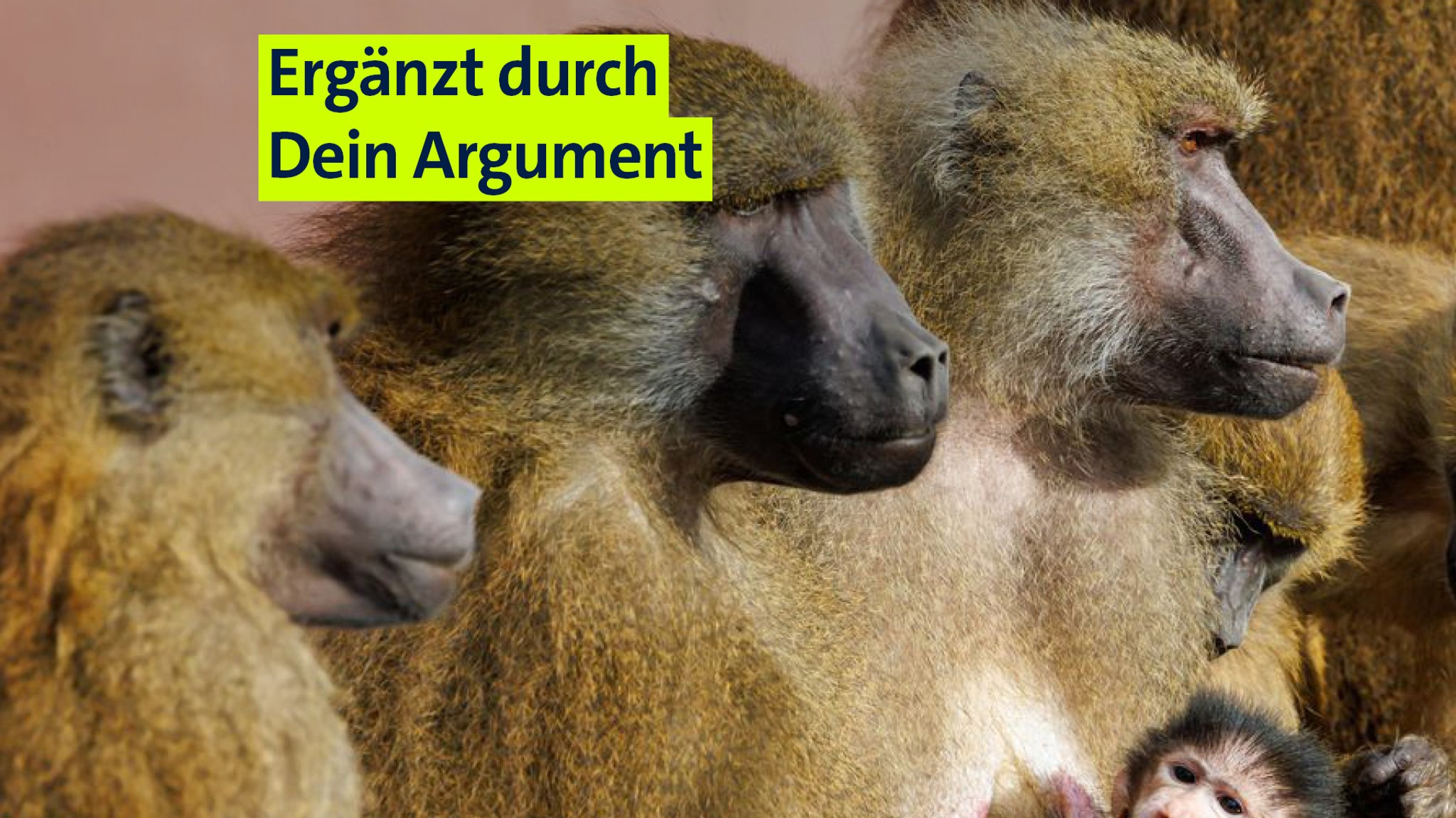 Paviane sitzen mit einem Jungtier in ihrem Gehege im Tiergarten Nürnberg. | Bild: dpa-Bildfunk/Daniel Karmann Paviane sitzen mit einem Jungtier in ihrem Gehege im Tiergarten Nürnberg.